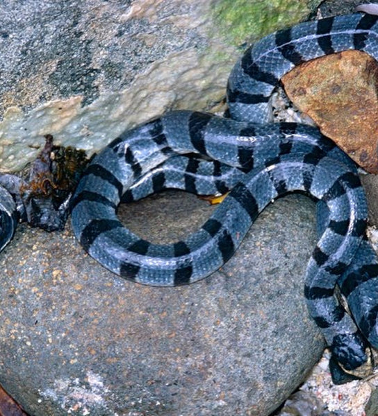 Fake Snake in the Sleeping Bag (Camp Kenyarn)